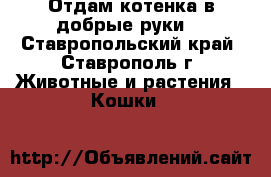 Отдам котенка в добрые руки  - Ставропольский край, Ставрополь г. Животные и растения » Кошки   